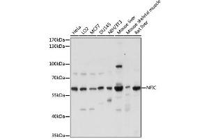 Western blot analysis of extracts of various cell lines, using NFIC antibody. (NFIC 抗体)