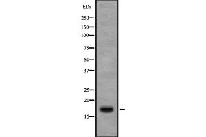 Western blot analysis of Ribosomal Protein S13 using 3T3 whole cell lysates (RPS13 抗体  (Internal Region))