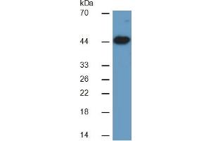 Mouse Capture antibody from the kit in WB with Positive Control: Sample Human Heart Tissue. (CKM ELISA 试剂盒)