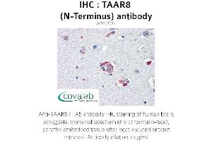 Image no. 1 for anti-Trace Amine Associated Receptor 8 (TAAR8) (Extracellular Domain), (N-Term) antibody (ABIN1739867) (Trace Amine Associated Receptor 8 (TAAR8) (Extracellular Domain), (N-Term) 抗体)