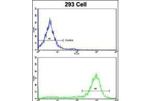 Flow cytometric analysis of 293 cells using ESRRA Antibody (bottom histogram) compared to a negative control cell (top histogram). (ESRRA 抗体  (AA 131-159))