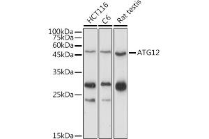 Western blot analysis of extracts of various cell lines, using  antibody (ABIN7265789) at 1:1000 dilution. (ATG12 抗体  (AA 1-74))