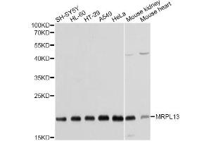 Western blot analysis of extracts of various cell lines, using MRPL13 antibody. (MRPL13 抗体)