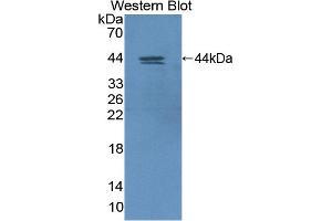 Detection of Recombinant HIF1aN, Human using Polyclonal Antibody to Hypoxia Inducible Factor 1 Alpha Subunit Inhibitor (HIF1aN) (HIF1AN 抗体  (AA 31-349))