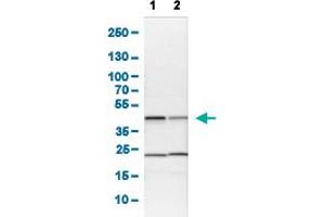 Western Blot analysis of (1) NIH-3T3 cell lysate (Mouse embryonic fibroblast cells), and (2) NBT-II cell lysate (Rat Wistar bladder tumour cells). (QKI 抗体  (AA 163-311))