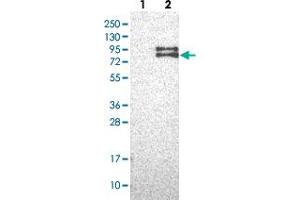 Western blot analysis of Lane 1: Negative control (vector only transfected HEK293T lysate), Lane 2: Over-expression Lysate (Co-expressed with a C-terminal myc-DDK tag (~3. (FOXRED2 抗体)