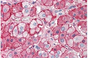 Human Adrenal (formalin-fixed, paraffin-embedded) stained with APOA2 antibody ABIN337192 at 5 ug/ml followed by biotinylated anti-goat IgG secondary antibody ABIN481715, alkaline phosphatase-streptavidin and chromogen. (APOA2 抗体)