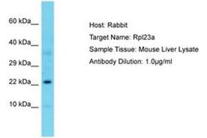 Image no. 1 for anti-Ribosomal Protein L23A (RPL23A) (C-Term) antibody (ABIN6750306) (RPL23A 抗体  (C-Term))