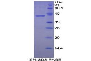 SDS-PAGE analysis of Dog Creatine Kinase, Brain Protein. (CKB 蛋白)