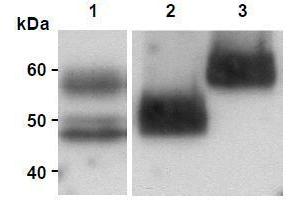 Western Blotting (WB) image for anti-Milk Fat Globule-EGF Factor 8 Protein (MFGE8) antibody (ABIN1449223) (MFGE8 抗体)