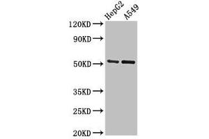 Western Blot Positive WB detected in: HepG2 whole cell lysate, A549 whole cell lysate All lanes: GLRA1 antibody at 2. (GLRA1 抗体  (AA 23-113))