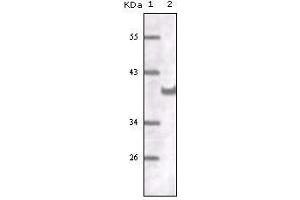 Western blot analysis using CD31 mouse mAb against truncated CD31 recombinant protein. (CD31 抗体)