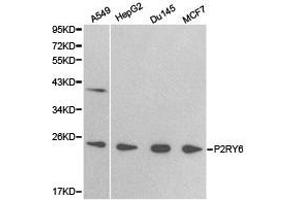 Western Blotting (WB) image for anti-Pyrimidinergic Receptor P2Y, G-Protein Coupled, 6 (P2RY6) antibody (ABIN1874016) (P2RY6 抗体)