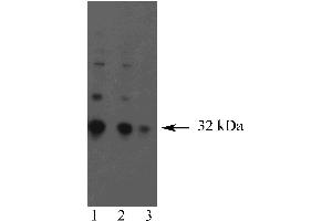 Western blot analysis of Granzyme B. (GZMB 抗体)