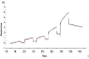Surface Plasmon Resonance (SPR) image for HLA Class I Histocompatibility Antigen, alpha Chain G (HLAG) (AA 25-305), (Tetramer) protein (His-Avi Tag,Peptide (RIIPRHLQL)) (ABIN7274813)