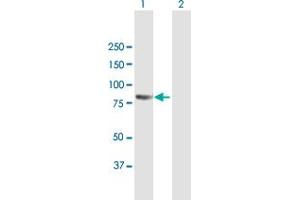 Western Blot analysis of PCDHB2 expression in transfected 293T cell line by PCDHB2 MaxPab polyclonal antibody.