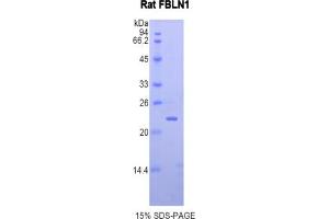 SDS-PAGE analysis of Rat Fibulin 1 Protein. (Fibulin 1 Protein (FBLN1))