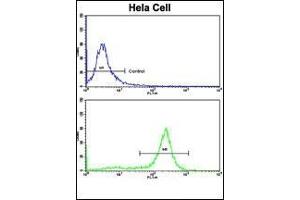 Flow Cytometric analysis of hela cells using PPP2R2B Antibody (Center) (bottom histogram) compared to a negative control cell (top histogram).