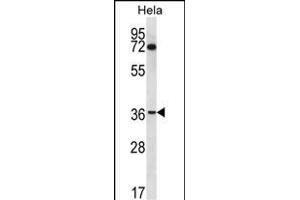 NUP35 Antibody (C-term) (ABIN656791 and ABIN2846010) western blot analysis in Hela cell line lysates (35 μg/lane). (NUP35 抗体  (C-Term))