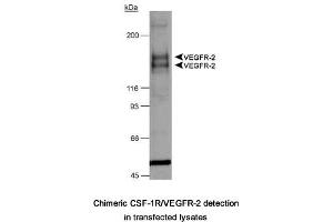 Image no. 1 for anti-Fms-Related tyrosine Kinase 1 (VEGFR1) (FLT1) (AA 800-900), (Internal Region) antibody (ABIN363475) (FLT1 抗体  (Internal Region))