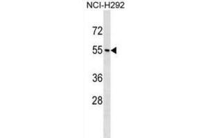 Western Blotting (WB) image for anti-Neuropeptide Y Receptor Y1 (NPY1R) antibody (ABIN5020080) (NPY1R 抗体)