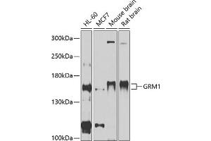 Western blot analysis of extracts of various cell lines, using GRM1 antibody (ABIN6128230, ABIN6141420, ABIN6141422 and ABIN6215225) at 1:1000 dilution. (Metabotropic Glutamate Receptor 1 抗体  (AA 920-1140))
