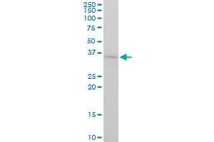 FGF8 monoclonal antibody (M01), clone 2A10. (FGF8 抗体  (AA 65-133))
