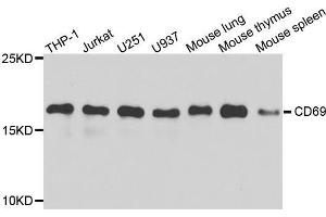 Western blot analysis of extracts of various cell lines, using CD69 antibody. (CD69 抗体  (AA 62-199))