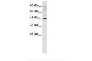 Image no. 1 for anti-Zfp-1 (AA 122-171) antibody (ABIN202319) (Zfp-1 抗体  (AA 122-171))