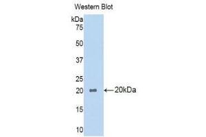 Western Blotting (WB) image for anti-Phospholipase A1 Member A (PLA1A) (AA 309-452) antibody (ABIN1860249) (PLA1A 抗体  (AA 309-452))