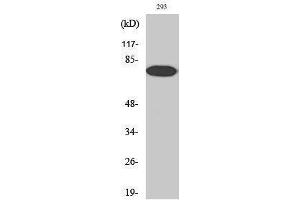 Western Blotting (WB) image for anti-Nuclear Factor-kB p65 (NFkBP65) (pThr254) antibody (ABIN3182091) (NF-kB p65 抗体  (pThr254))