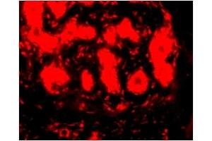 Immunofluorescence (IF) image for anti-Tripartite Motif Containing 5 (TRIM5) (C-Term) antibody (ABIN1030774) (TRIM5 抗体  (C-Term))