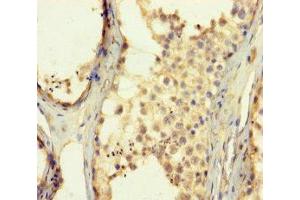 Immunohistochemistry of paraffin-embedded human testis tissue using ABIN7176323 at dilution of 1:100 (ZNF454 抗体  (AA 301-522))
