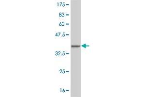 Western Blot detection against Immunogen (33. (HEYL 抗体  (AA 1-70))