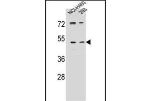 UN Antibody (C-term) (ABIN655686 and ABIN2845145) western blot analysis in NCI-,293 cell line lysates (35 μg/lane). (PRSS55 抗体  (C-Term))