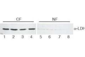 Lactate Dehydrogenase anticorps  (HRP)