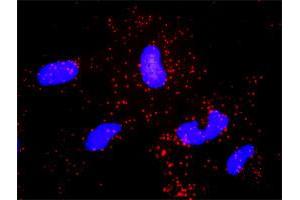 Proximity Ligation Analysis of protein-protein interactions between NCK1 and ABL2. (NCK1 抗体  (AA 1-377))