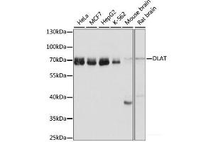 Western blot analysis of extracts of various cell lines using DLAT Polyclonal Antibody at dilution of 1:1000. (DLAT 抗体)