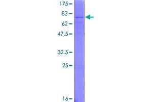 SDS-PAGE (SDS) image for Transforming Growth Factor, beta 2 (TGFB2) (AA 1-414) protein (GST tag) (ABIN1785602)