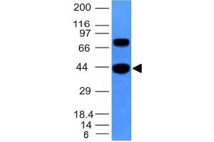 Western Blot of hSKM cell lysate using Muscle Specific Actin Mouse Monoclonal Antibody (MSA/953). (ACTA1/ACTA2A/ACTG2 抗体)