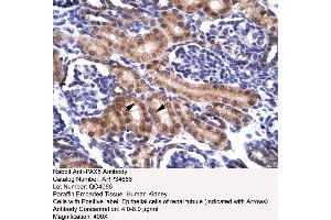 Human kidney (PAX5 抗体  (N-Term))