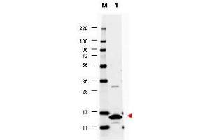 Image no. 1 for anti-Colony Stimulating Factor 2 (Granulocyte-Macrophage) (CSF2) antibody (ABIN1100980) (GM-CSF 抗体)