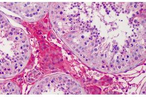 Human Testis: Formalin-Fixed, Paraffin-Embedded (FFPE) (APOA2 抗体  (AA 1-100))