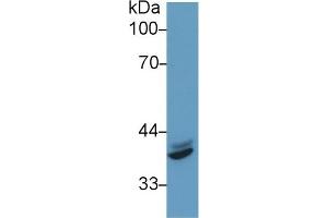 Western Blotting (WB) image for anti-Interferon Regulatory Factor 1 (IRF1) (AA 44-319) antibody (ABIN7433789)