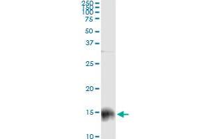 Immunoprecipitation of S100A9 transfected lysate using anti-S100A9 monoclonal antibody and Protein A Magnetic Bead , and immunoblotted with S100A9 purified MaxPab rabbit polyclonal antibody. (S100A9 抗体  (AA 1-114))