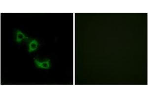 Immunofluorescence analysis of HuvEc cells, using MRPL44 Antibody. (MRPL44 抗体  (AA 221-270))