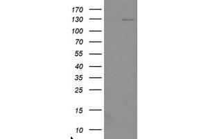 Image no. 1 for anti-Ubiquitin Specific Peptidase 36 (USP36) (AA 589-972) antibody (ABIN1491607) (USP36 抗体  (AA 589-972))