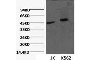 Western Blot analysis of 1) Jurkat, 2) K562 cells using CD16 Monoclonal Antibody at dilution of 1:2000. (CD16 抗体)