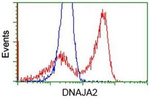 Image no. 4 for anti-DnaJ (Hsp40) Homolog, Subfamily A, Member 2 (DNAJA2) antibody (ABIN1497858)