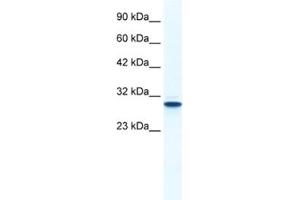 Western Blotting (WB) image for anti-Annexin A5 (ANXA5) antibody (ABIN2461370) (Annexin V 抗体)